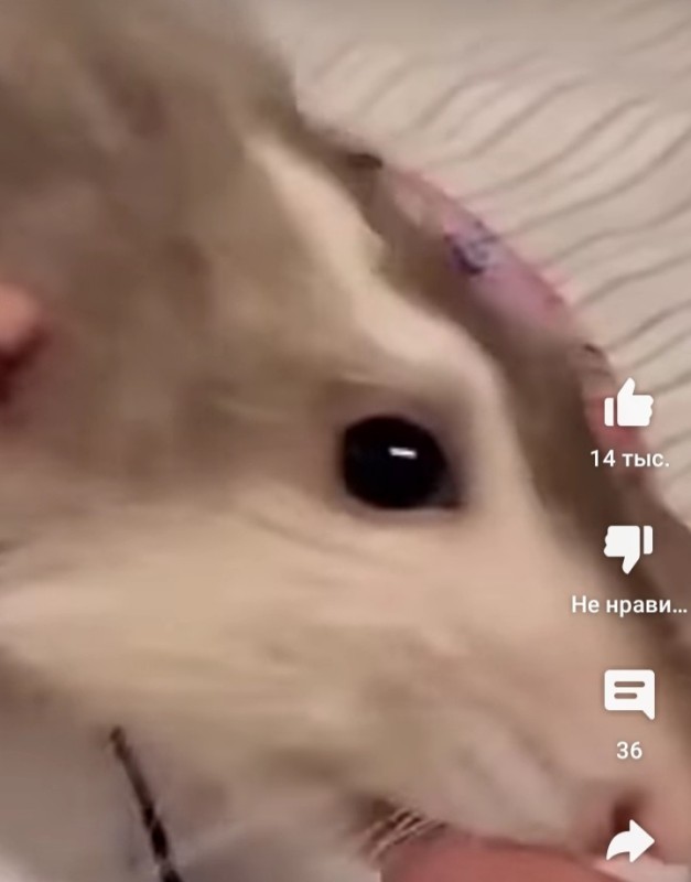 Create meme: smart hamster, rat , white hamster