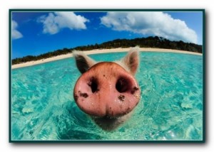 Создать мем: свинка, swimming, the bahamas