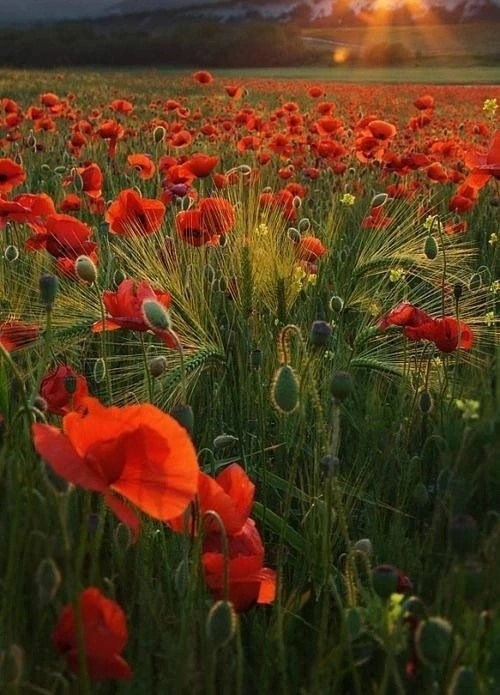 Create meme: poppy field, field of poppies, blooming poppy