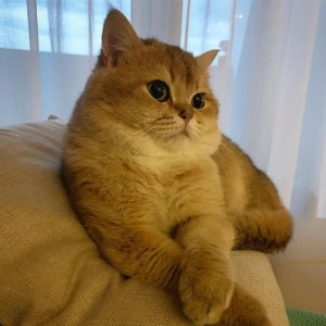 Создать мем: Британская короткошёрстная кошка, британская кошка золотая шиншилла, золотистая шиншилла короткошерстная