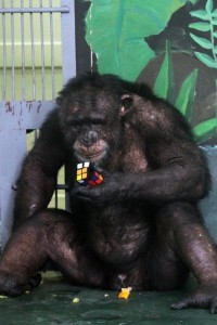 Создать мем: бонобо канзи, chimp, екатеринбург зоопарк обезьяны