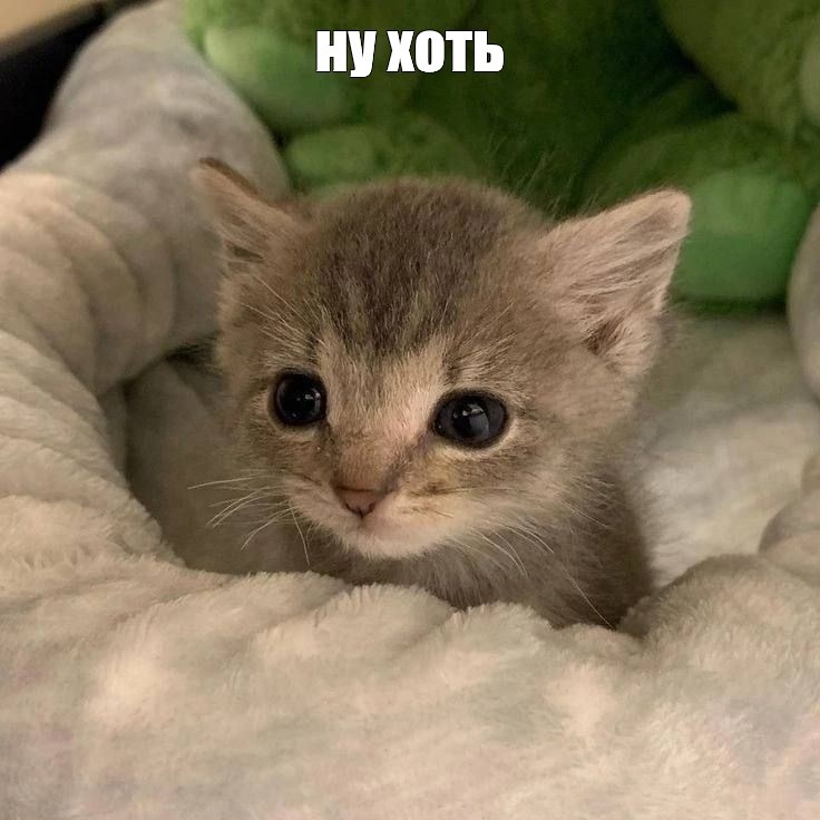 Create meme: cute kittens , cute kitten, cute cat 