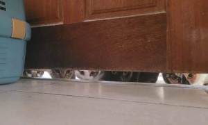 Create meme: funny cats, the cat is hiding, funny cats