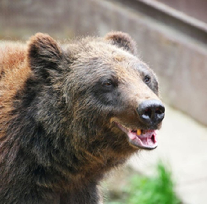 Create meme: brown bear , Siberian bear, Novosibirsk zoo brown bear