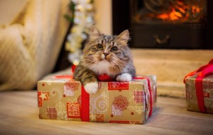 Create meme: cat with gift