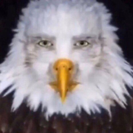 Создать мем: eagle, bald eagle, орел белоголовый
