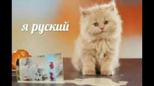 Создать мем: котик любимый, кошка, котик я русский