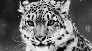 Create meme: snow, a tiger, animals