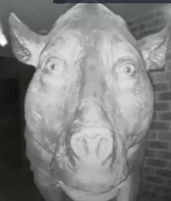 Создать мем: свинья смотрит в камеру, деодон мем, кабан мем