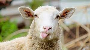 Создать мем: sheep, овечка, шея овца