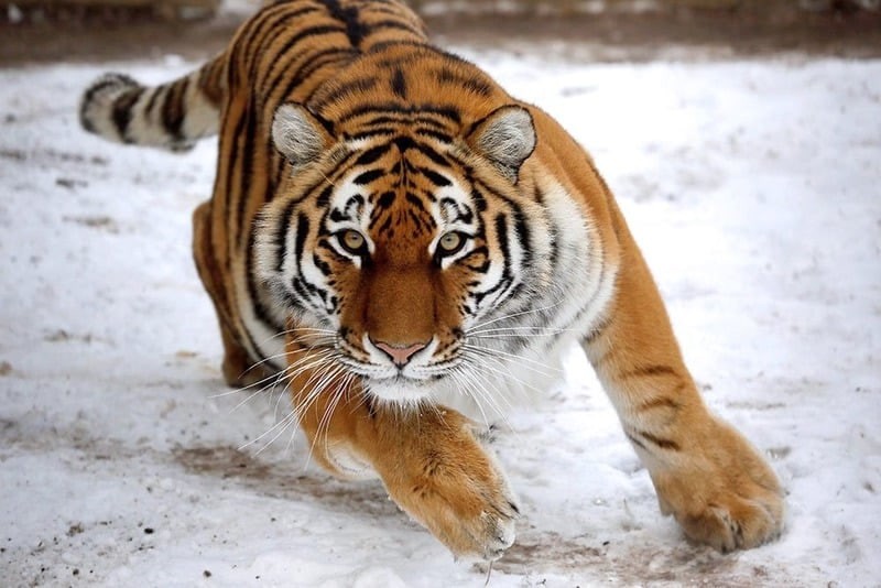 Create meme: tiger tigress, big tiger, the tiger is alive