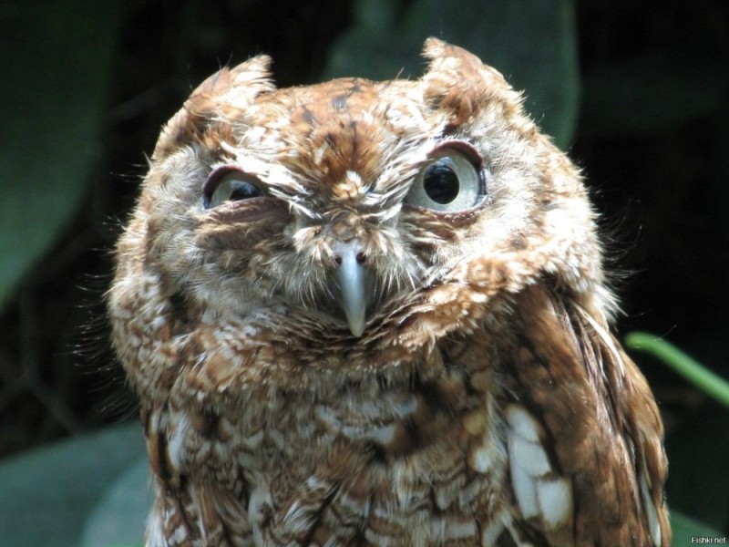 Create meme: owl twitching eye, angry owl, owl