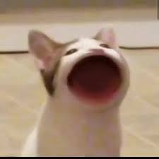 Create meme: the cat who opens his mouth, the cat meme opens its mouth, cat with open mouth