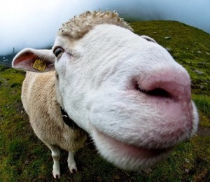 Create meme: funny cow, cow face, sheep