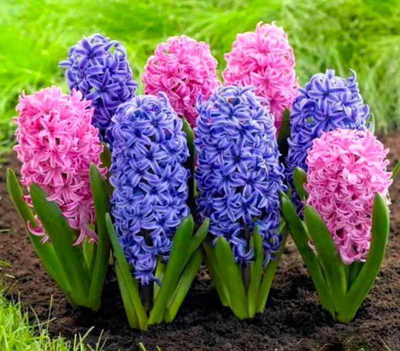 Create meme: flower hyacinth, hyacinth muscari, bulbous flowers