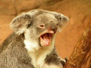 Создать мем: коала сумчатое животное, коала зевает, злая коала