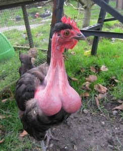 Create meme: crowing rooster pictures, pictures funny plucked chicken, photos of funny chickens