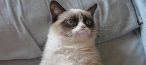 Create meme: kedi, meme, grumpy cat