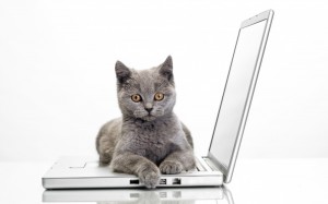 Create meme: kitten and laptop, cat laptop, pictures of kitty with a laptop