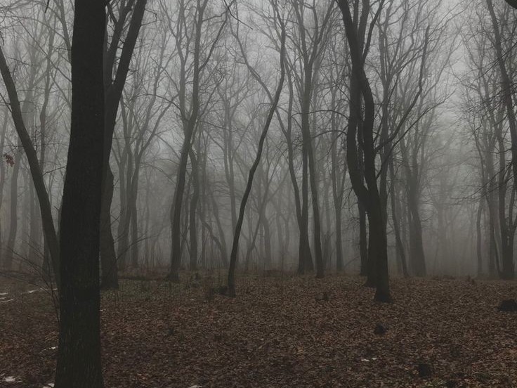 Create meme: the landscape is gloomy, forest misty, misty forest