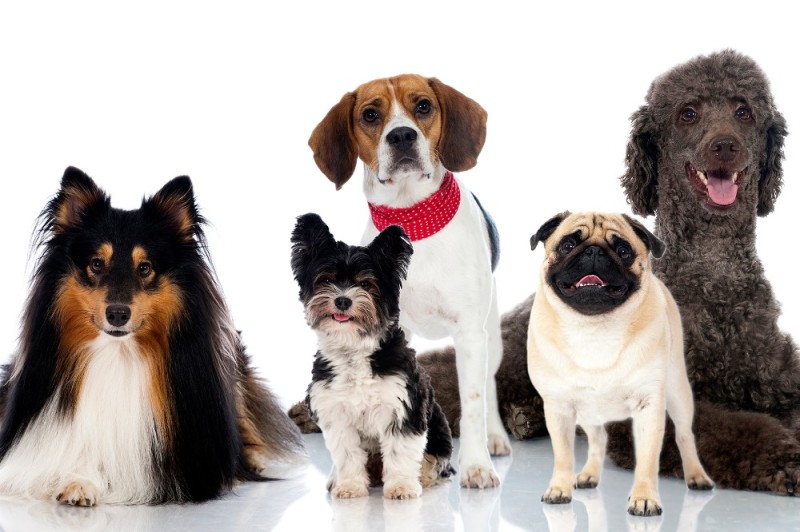 Create meme: dog breeds , popular dog breeds, dogs of different breeds