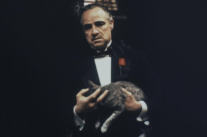 Create meme: don Corleone , don corleone with a cat, Marlon Brando the godfather