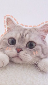 Create meme: seals aesthetics, cute cats