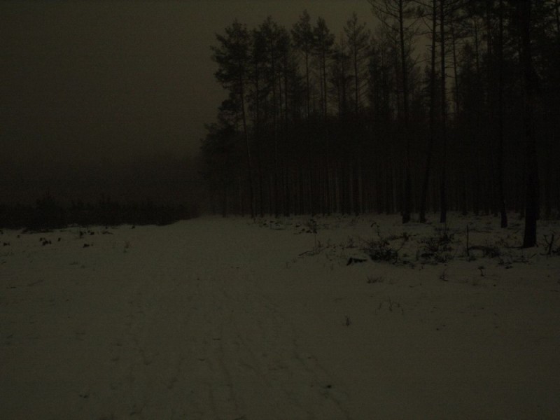 Create meme: night forest, Gloomy forests, dark winter forest