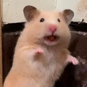 Create meme: hamster, hamster funny, a scared hamster