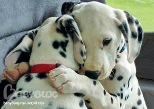 Create meme: puppies Dalmatian, Dalmatians, Dalmatian