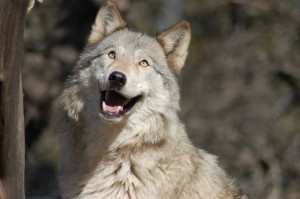 Create meme: grey wolf, wolf wolf, the wolf grin