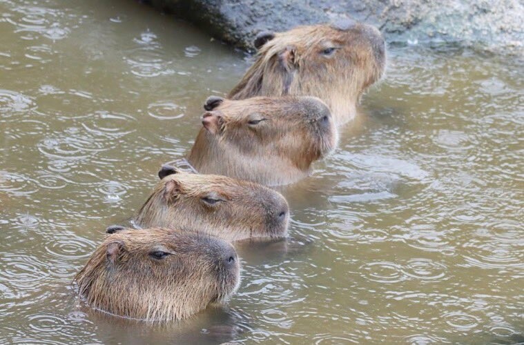 Фото капибары в воде