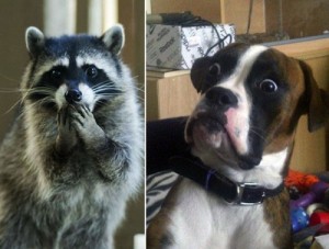 Create meme: animals, these, funny dog