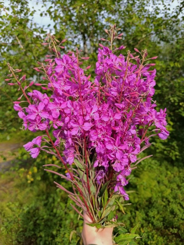 Create meme: ivan tea, kiprei grass, narrow - leaved cypress ivan tea