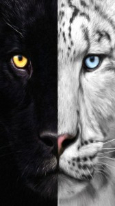 Create meme: white tiger and black Panther, black tiger, Panther