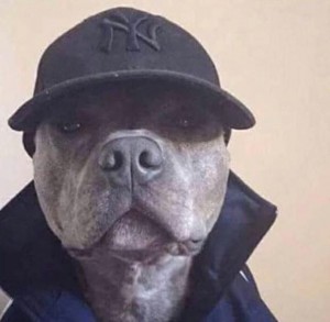 Create meme: pit bull Terrier dog, dog gangster