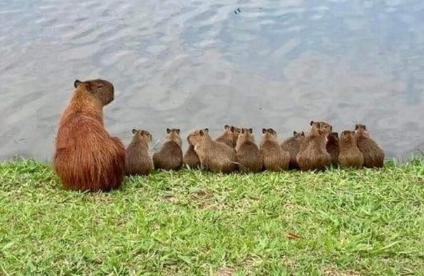 Create meme: capybara cub, capybara photos, the capybara is small