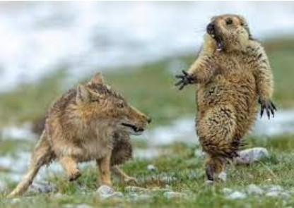 Create meme: meme gopher, wolf and gopher, gophers