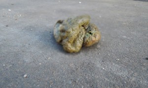 Create meme: turd dog, dog poop photos, had a poop