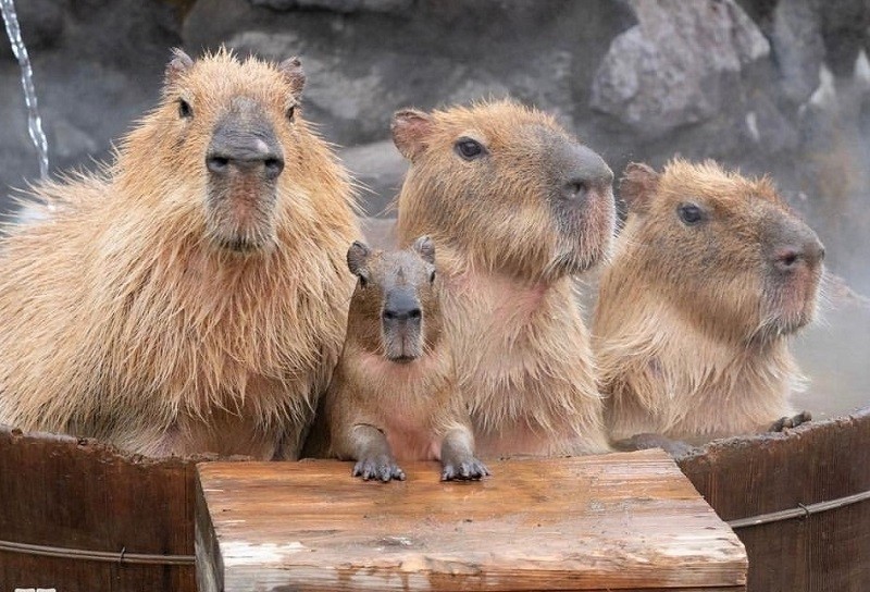 Create meme: homemade capybara, capybara photos, the capybara is small
