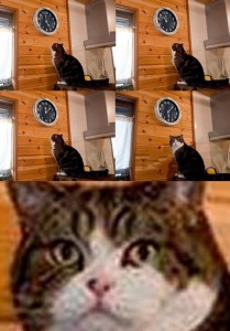 Create meme: and watch cat meme, cat meme, memes with cats