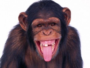 Create meme: chimpanzee, a monkey, funny monkey