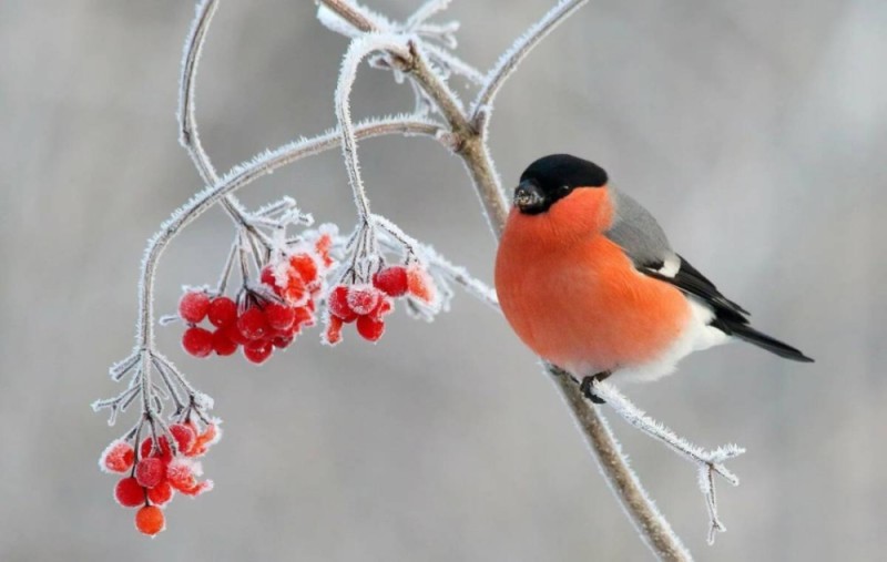 Create meme: bullfinch , bullfinch ordinary, bullfinch bird