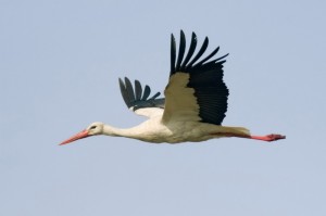 Create meme: bird stork, stork in flight, white stork
