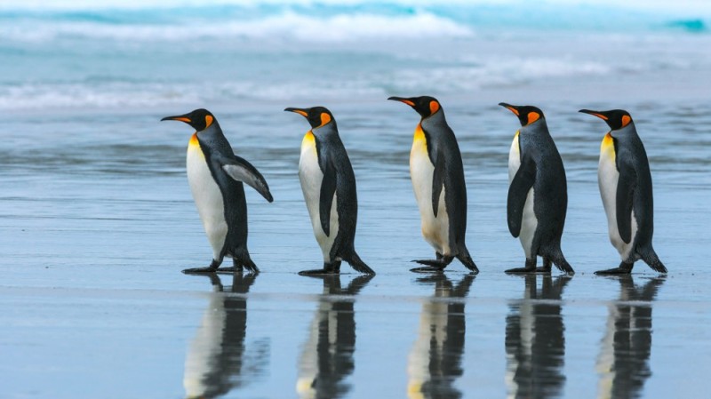 Create meme: Royal penguins, Emperor penguins, The penguins squad