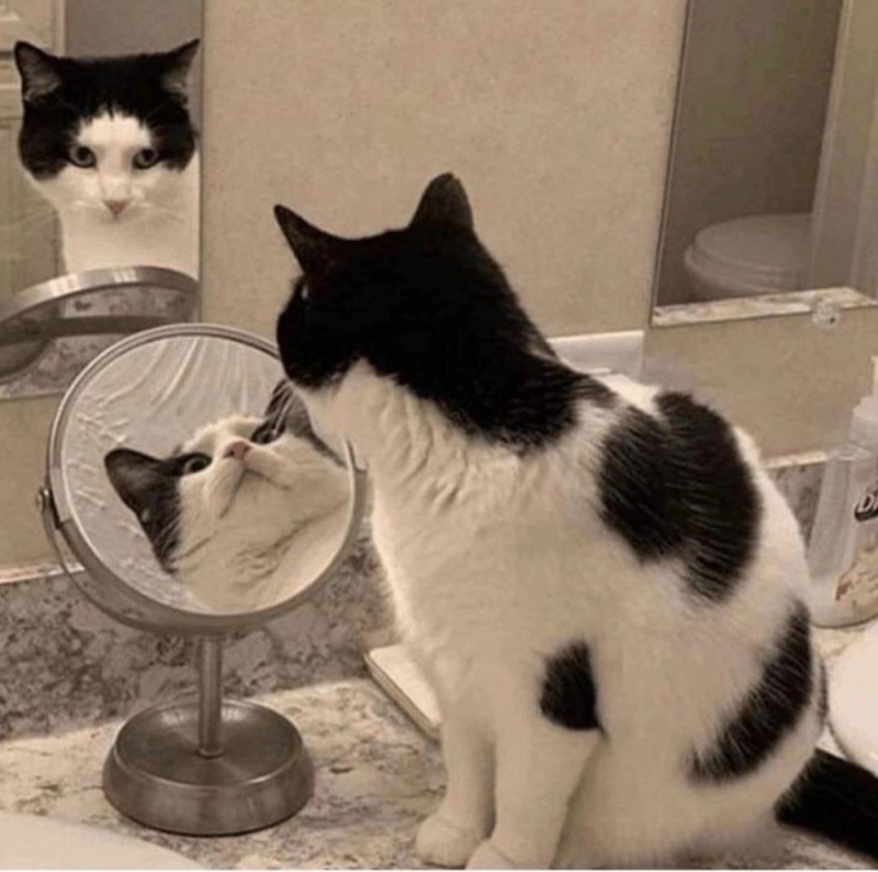 Создать мем: кошка, кот, кот в зеркале мем