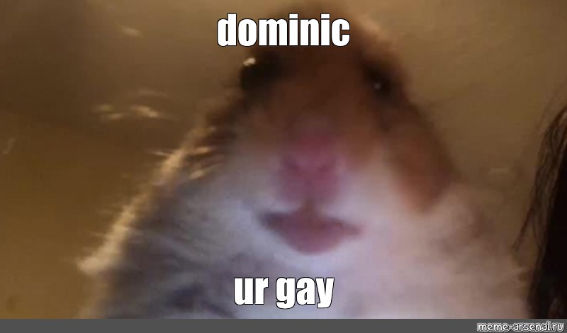 it says ur gay meme