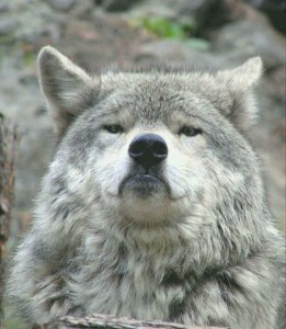 Create meme: wolf wild, proud wolf , grey wolf 