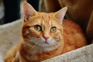 Создать мем: рыжая кошечка, сибирский кот короткошерстный рыжий, кошка рыжая