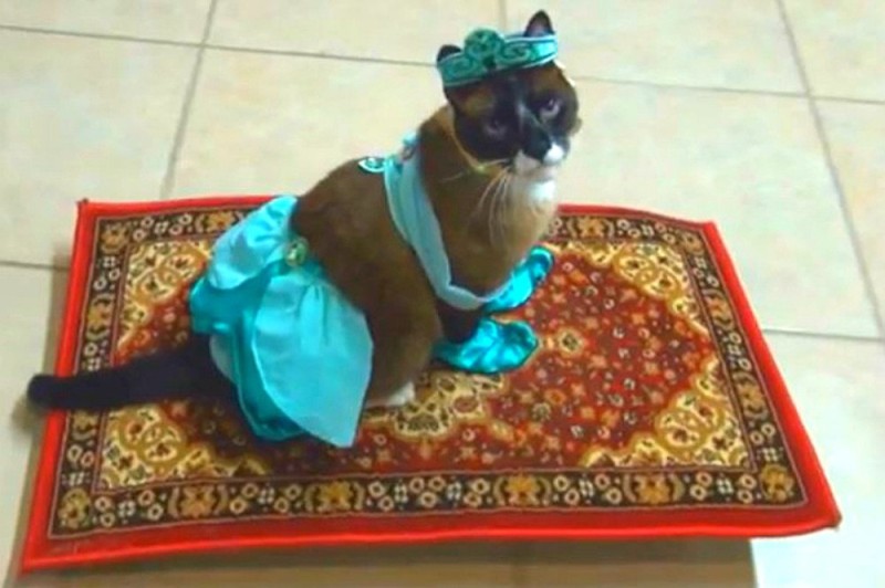 Create meme: a cat in an oriental costume, arab cats, cat 